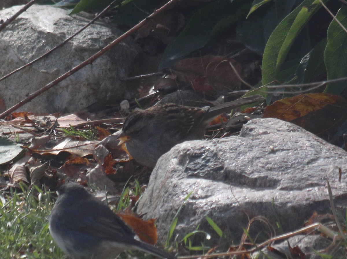 White-crowned x White-throated Sparrow (hybrid) - ML124742341