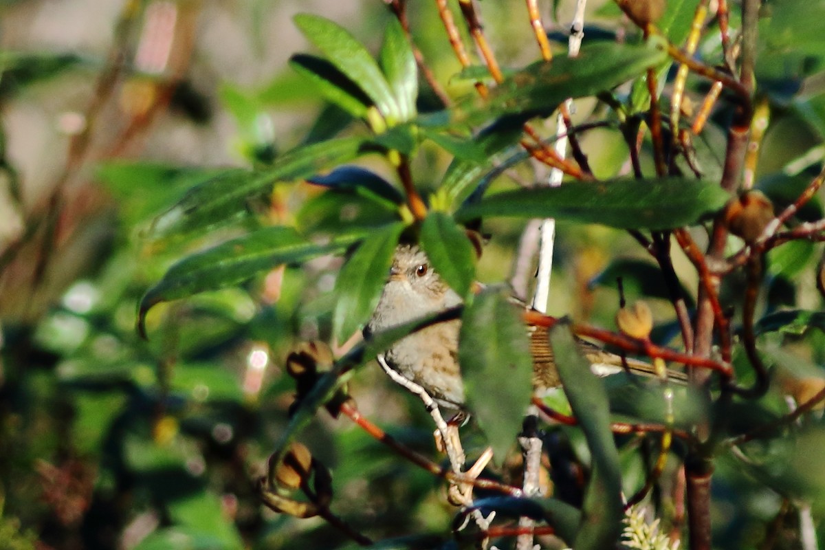 Dunnock - ML124744461
