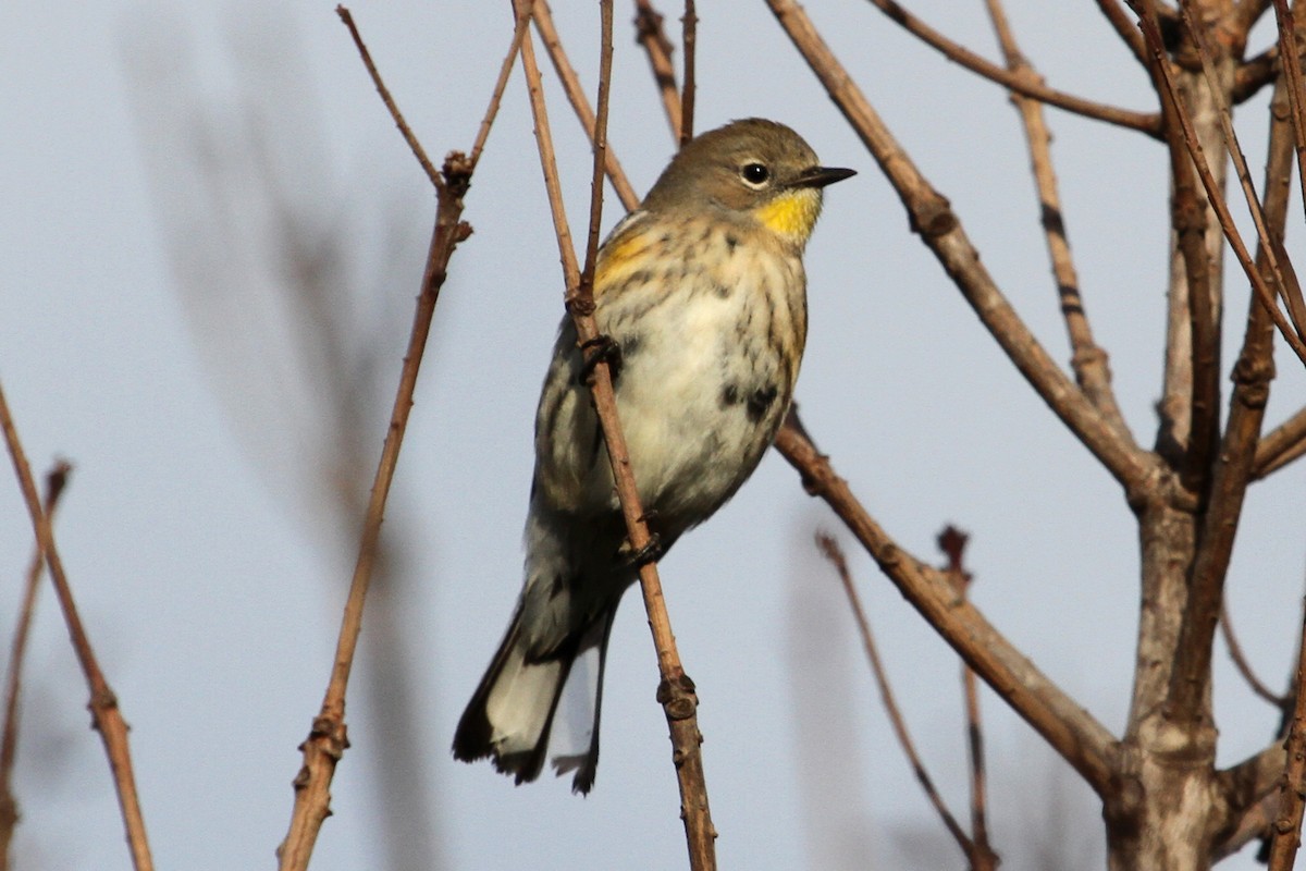 Yellow-rumped Warbler (Audubon's) - ML124745151