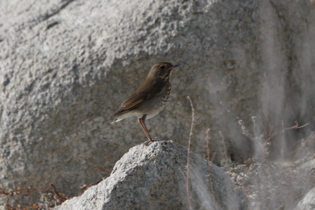 Hermit Thrush - ML124745721