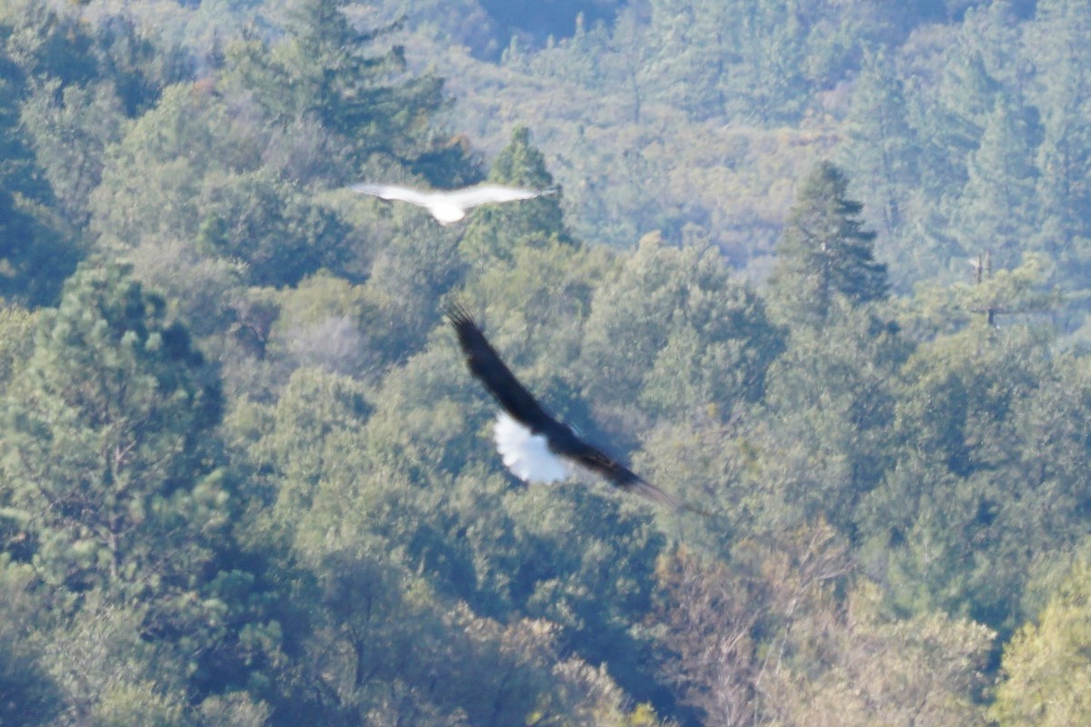 White-tailed Kite - Eduardo Jimenez