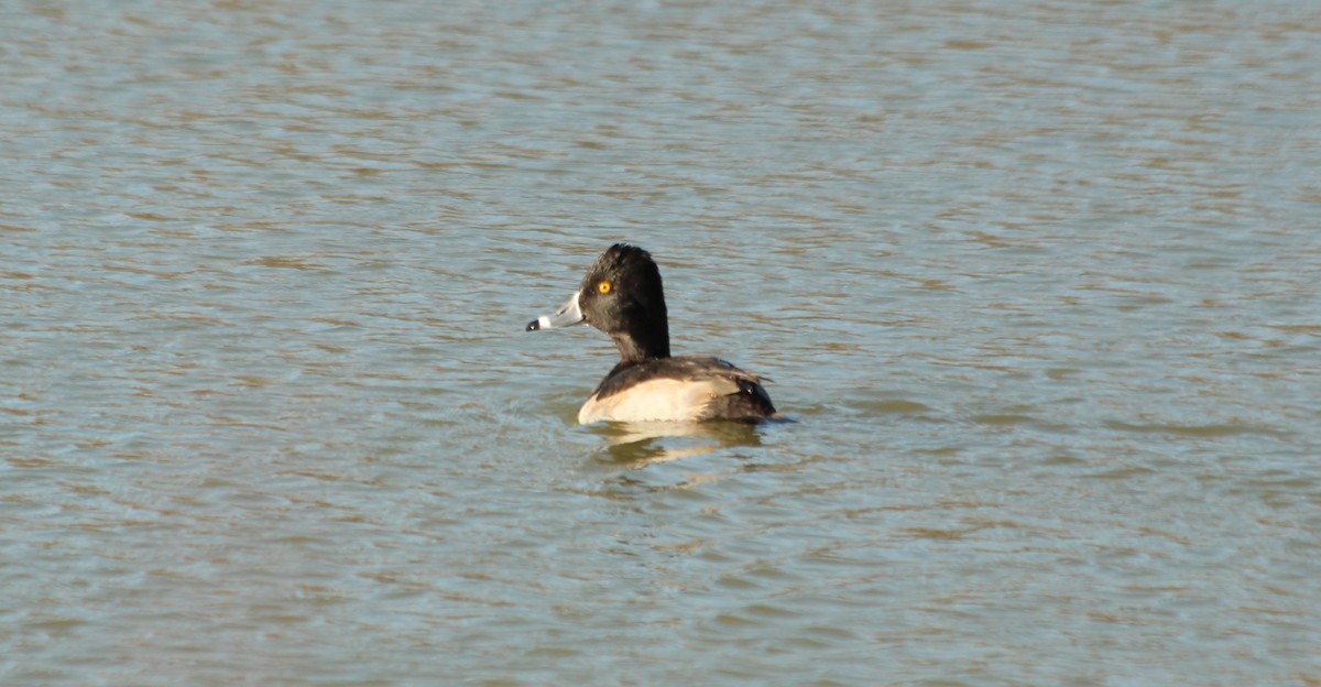 Ring-necked Duck - ML124746131