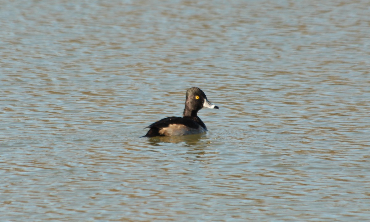 Ring-necked Duck - Jack Hutchison