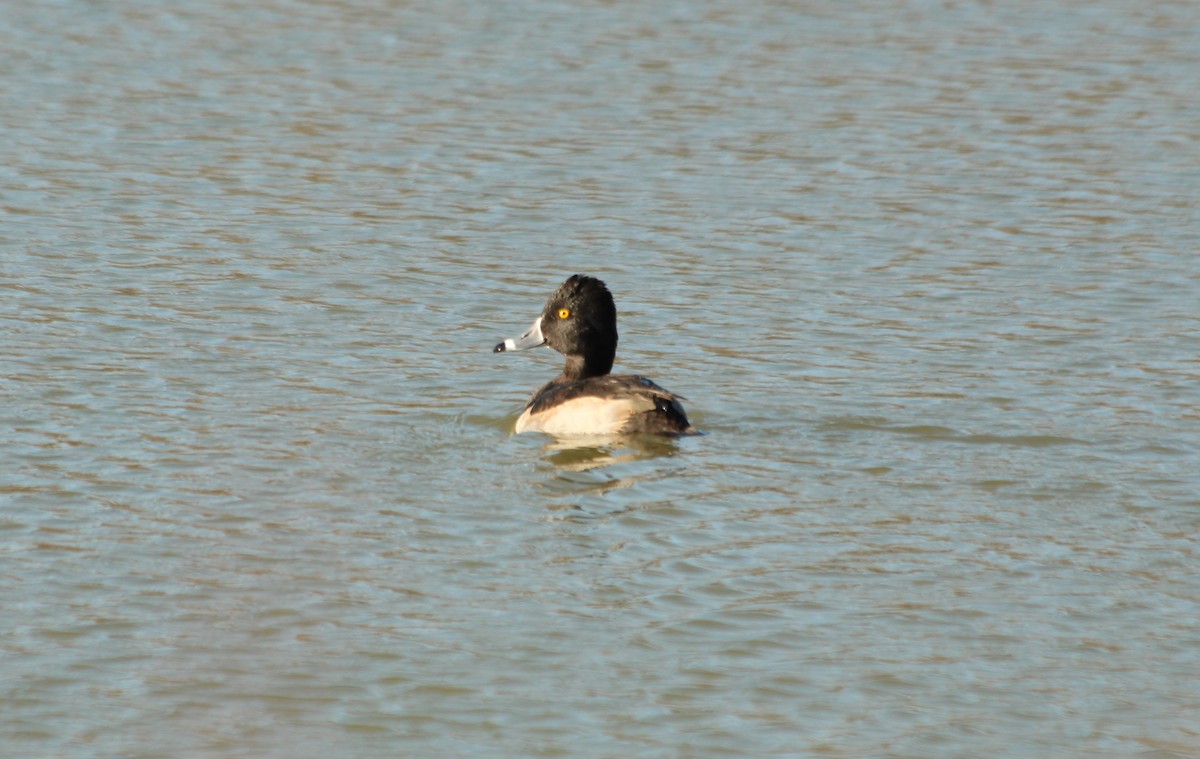 Ring-necked Duck - ML124746171