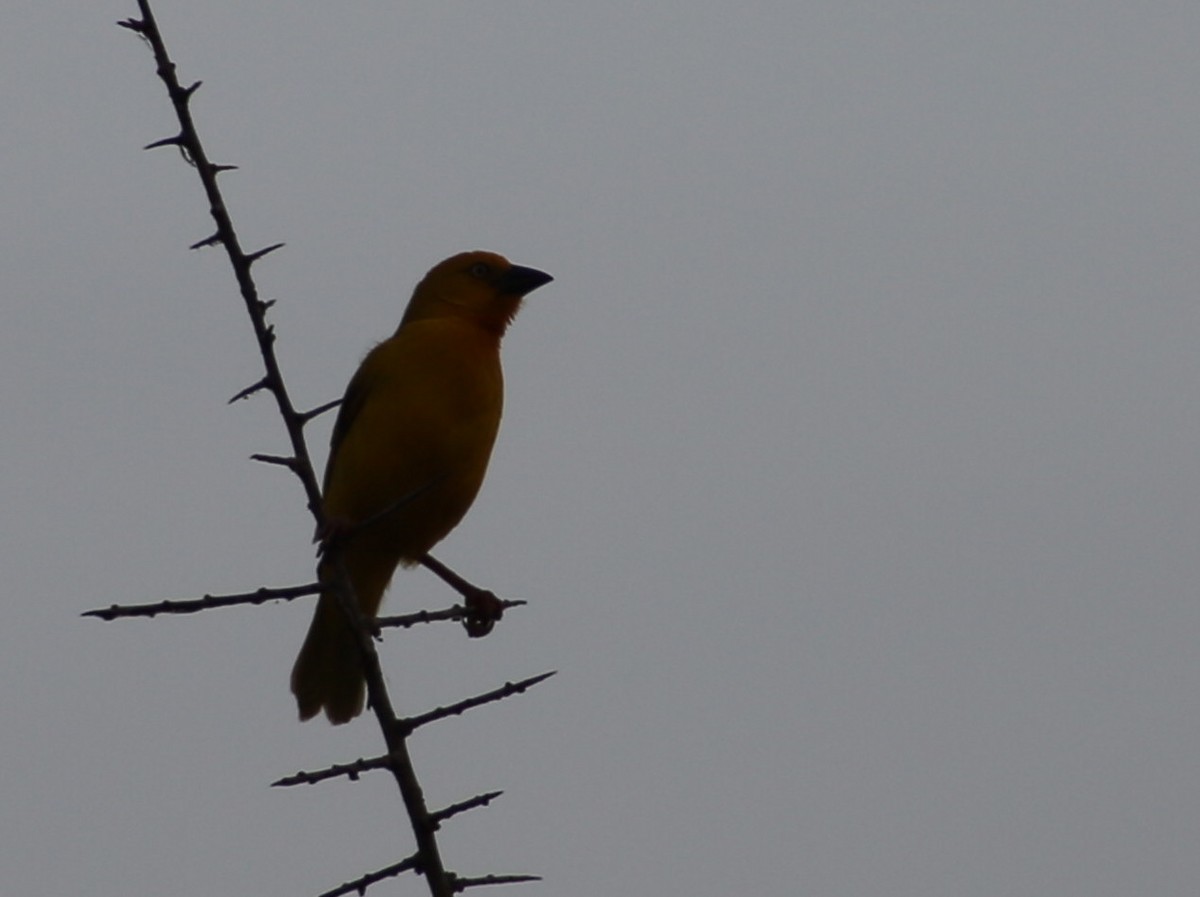 Holub's Golden-Weaver - ML124750341