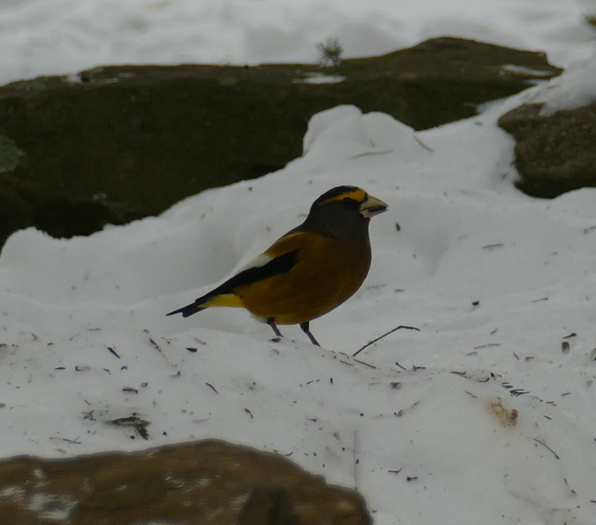 Evening Grosbeak - Chris Payne