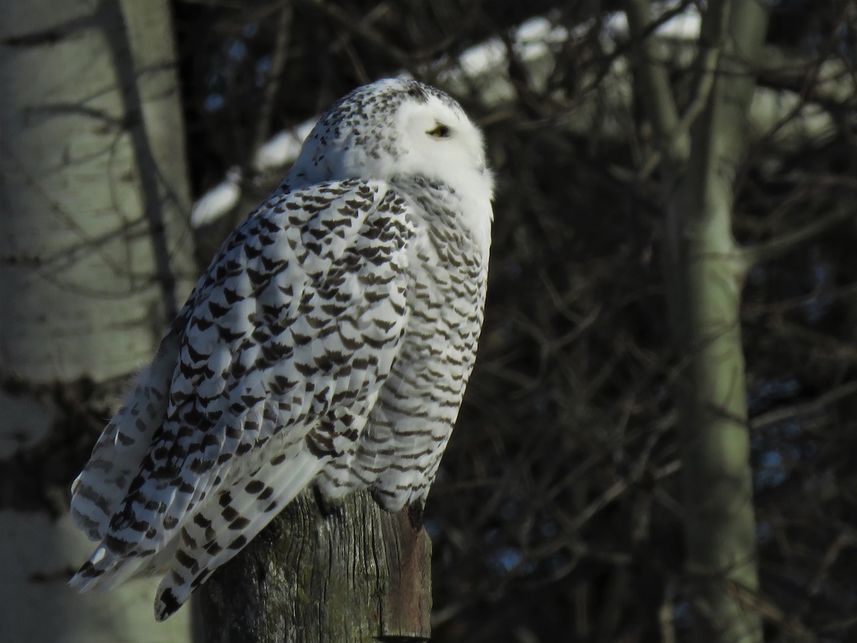 Snowy Owl - David and Regan Goodyear