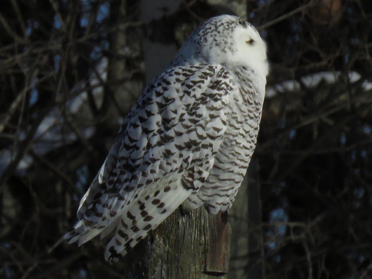 Snowy Owl - David and Regan Goodyear