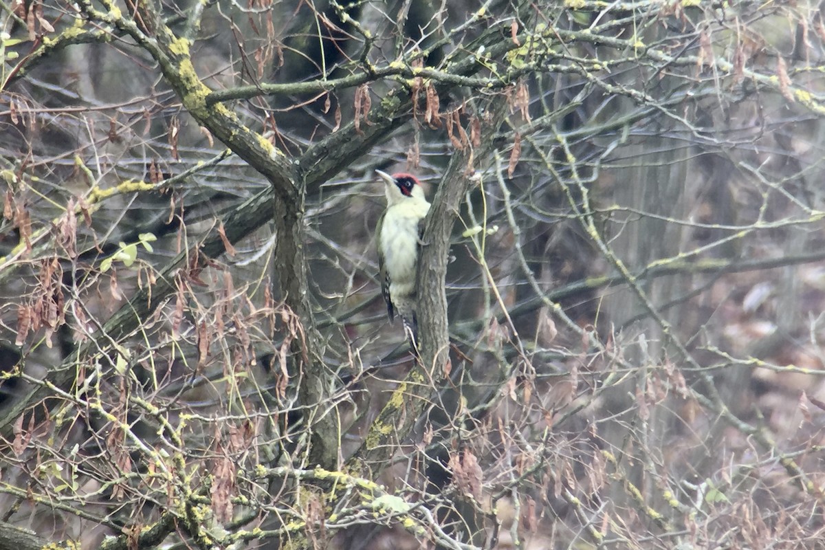 Eurasian Green Woodpecker (Eurasian) - ML124753191