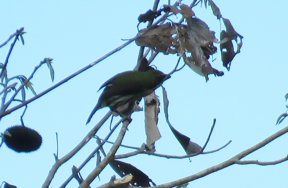 Limon Gerdanlı Barbet - ML124756121