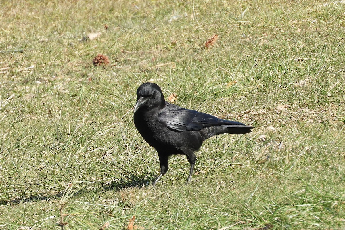 American Crow - ML124757511