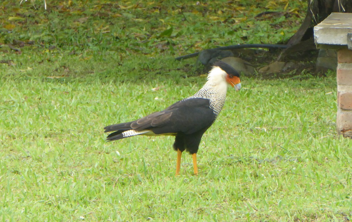 Crested Caracara (Northern) - Isabelle Shahverdians