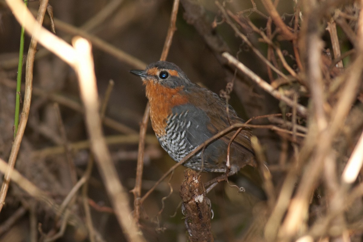 Chucao Tapaculo - Raphael Lebrun