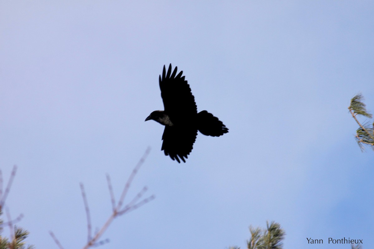 Common Raven - Yann Ponthieux