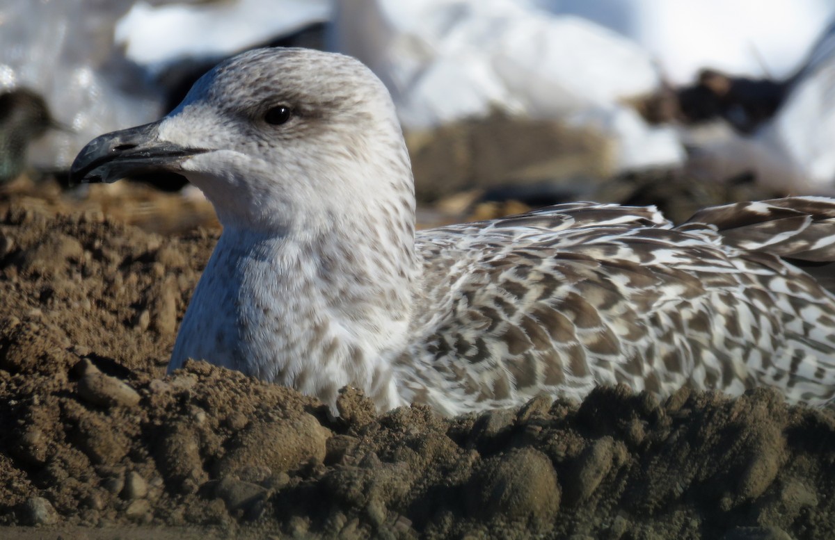 Great Black-backed Gull - ML124763161