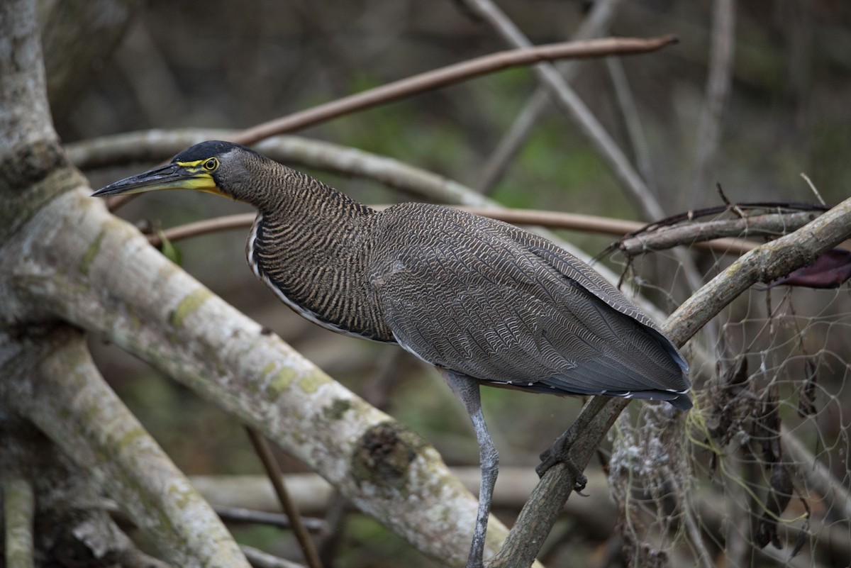 Bare-throated Tiger-Heron - Rolando Tomas Pasos Pérez