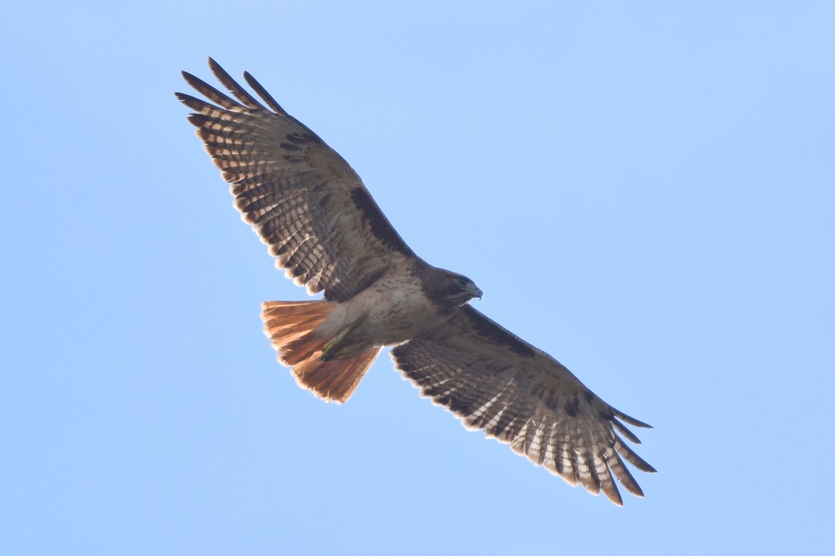 Red-tailed Hawk - Naresh Satyan