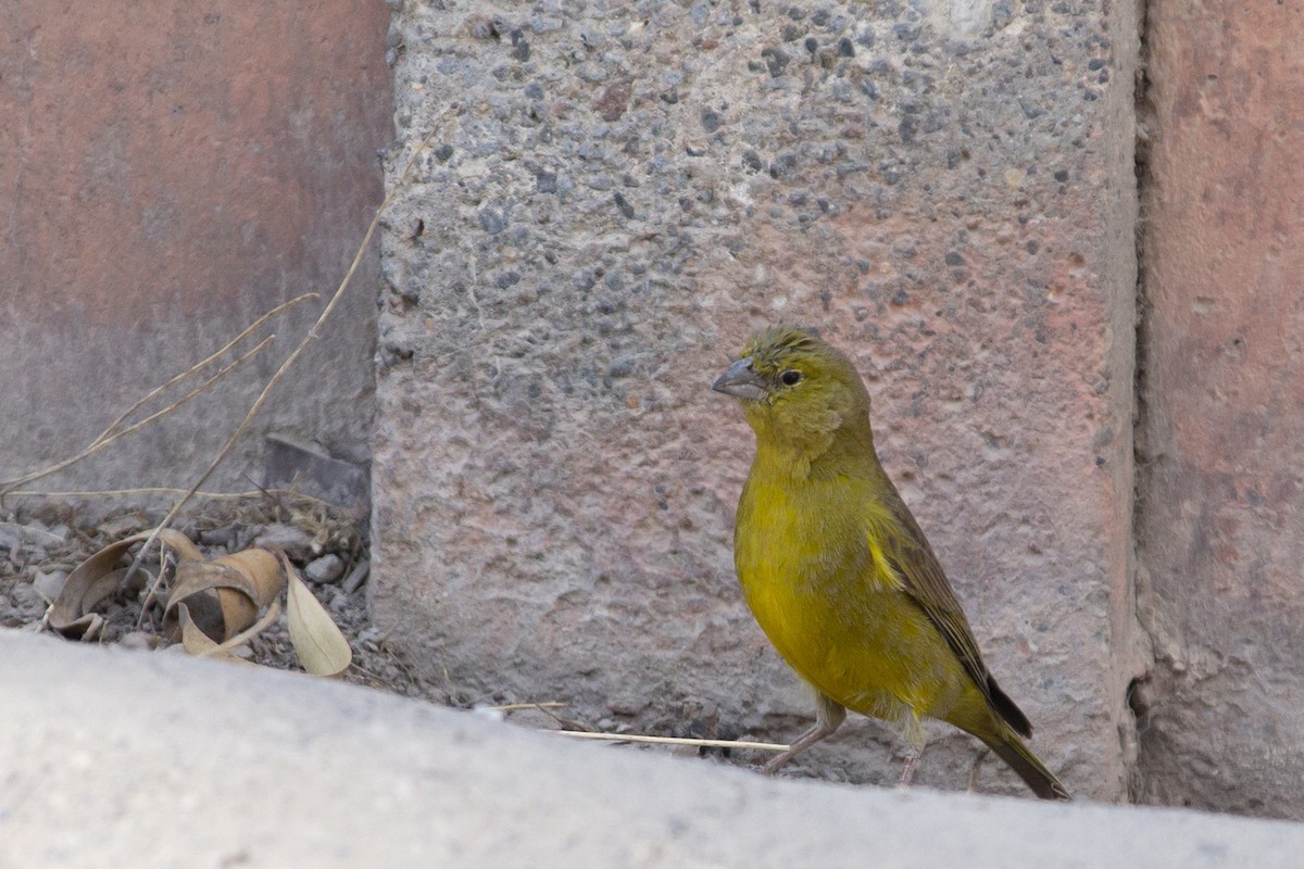 Greenish Yellow-Finch - Joshua Covill