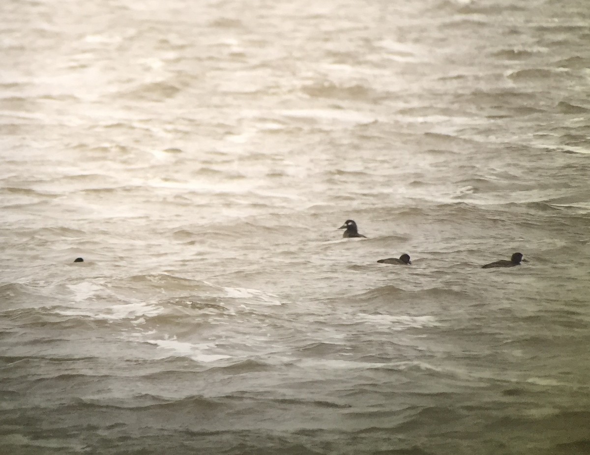 White-winged Scoter - ML124767041