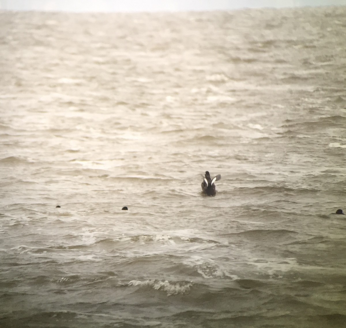 White-winged Scoter - Stuart Malcolm