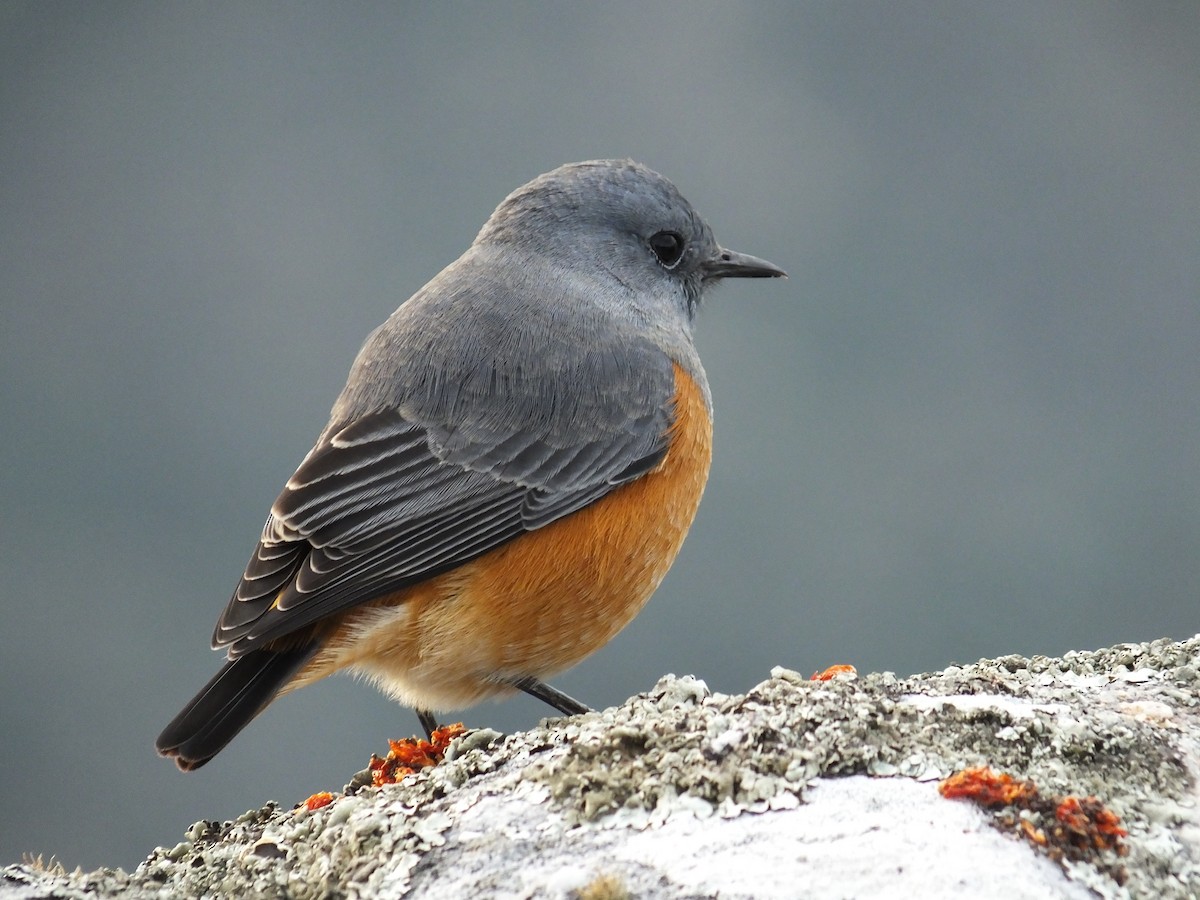 Sentinel Rock-Thrush - Jean-Marc  Gauche