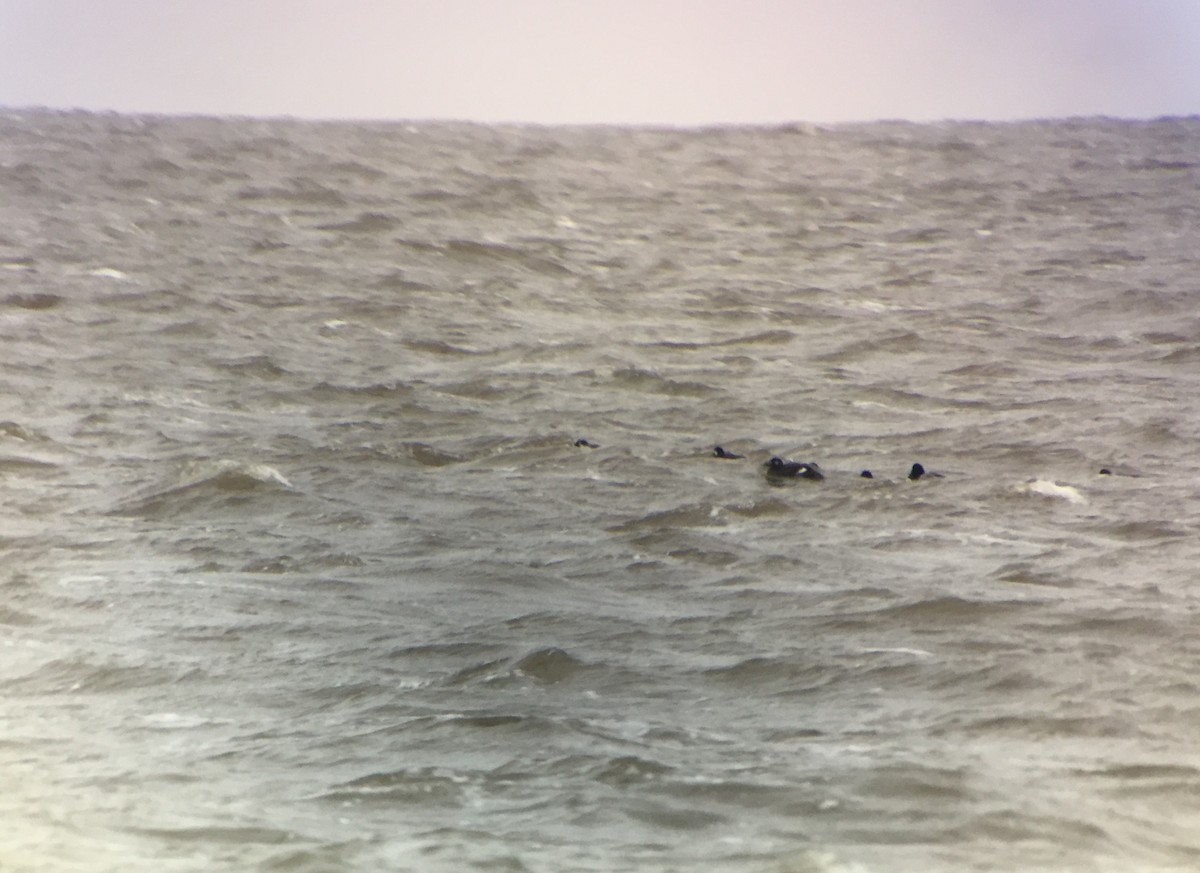 White-winged Scoter - ML124767641