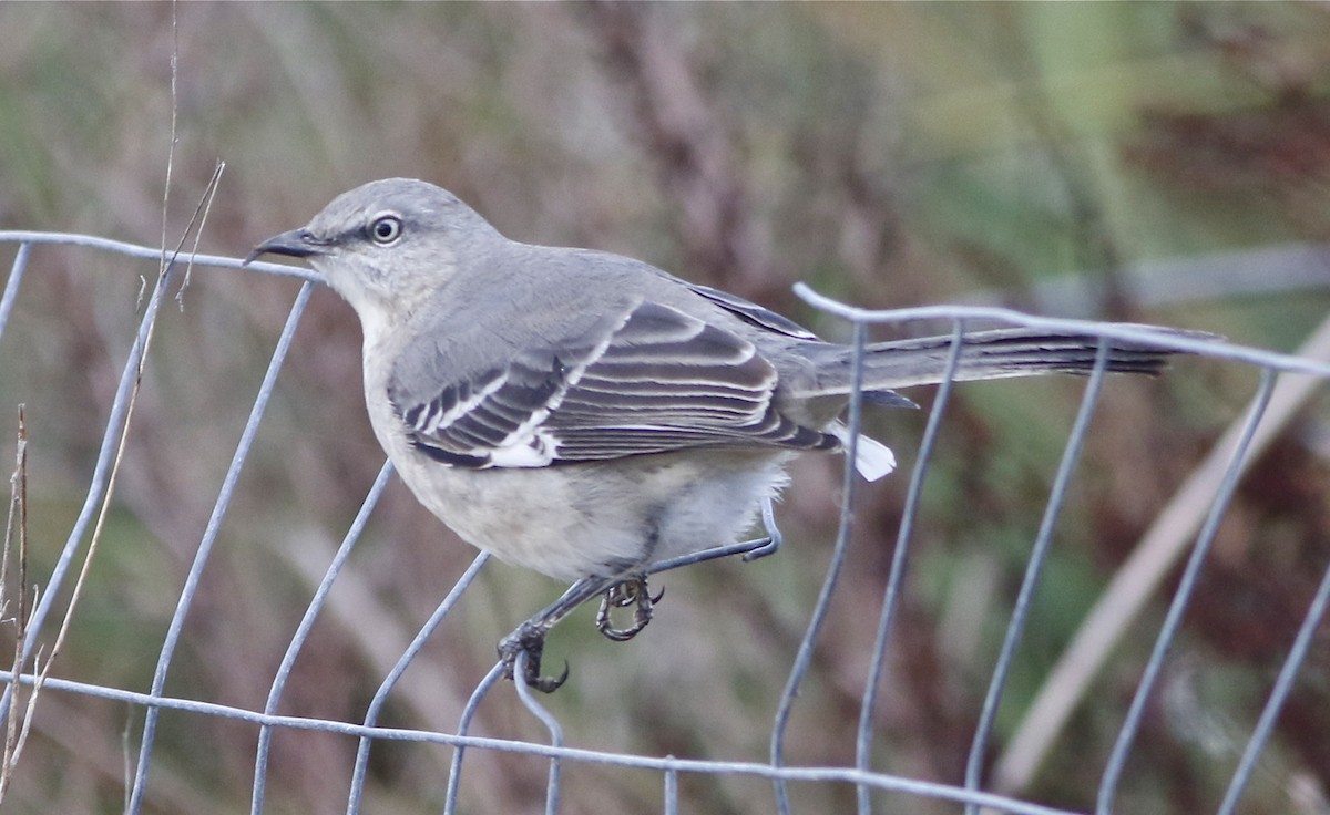 Northern Mockingbird - ML124767711