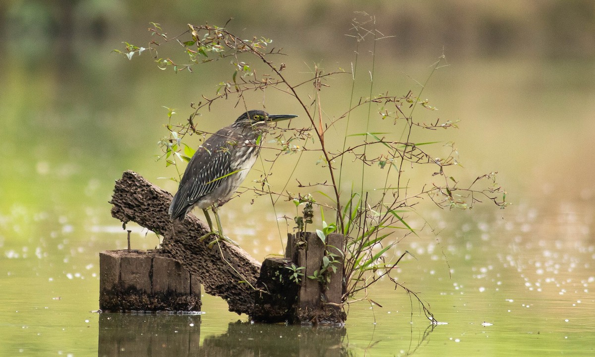 Striated Heron (Old World) - ML124769941