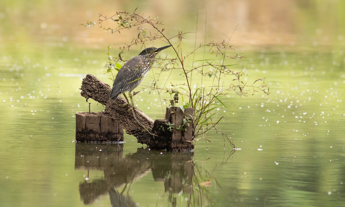 Striated Heron (Old World) - ML124769951