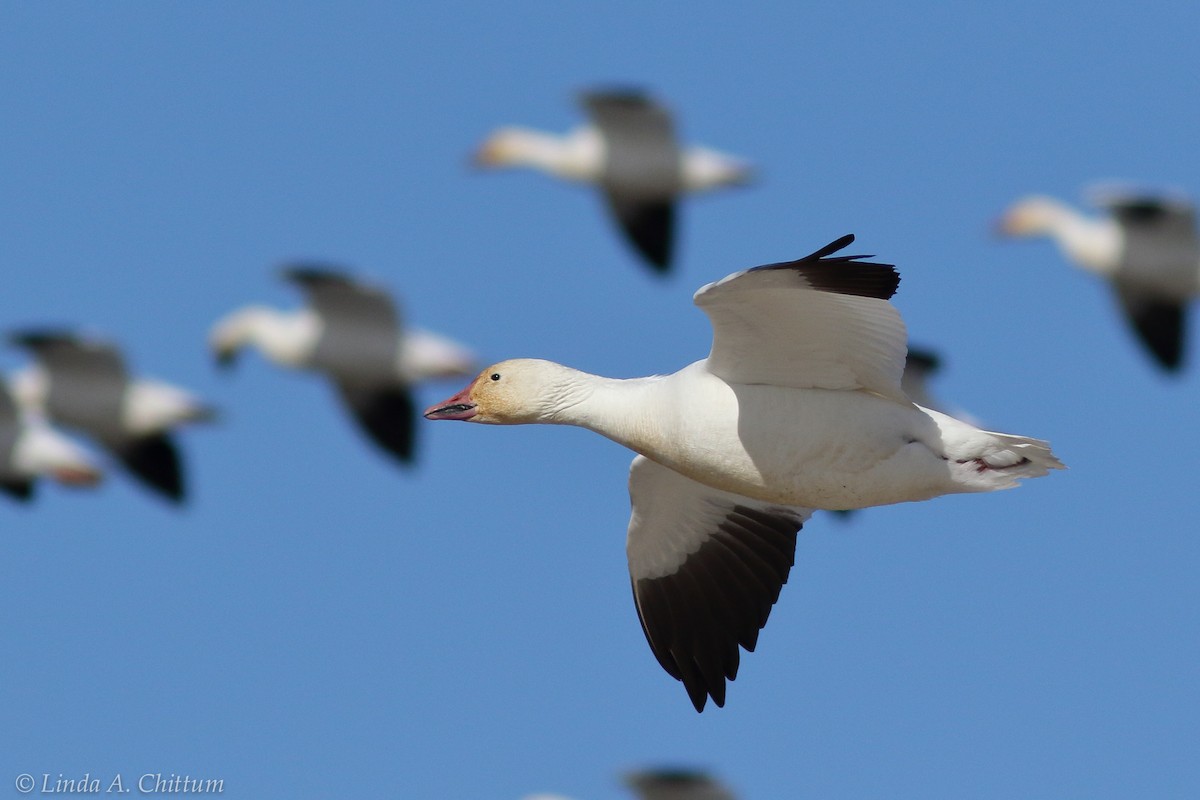 Snow Goose - Linda Chittum