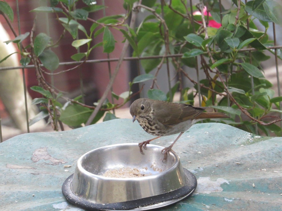 Hermit Thrush - ML124773861