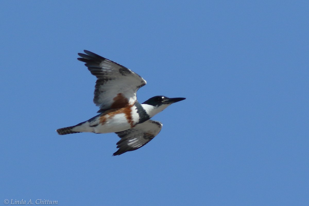 Belted Kingfisher - ML124773881