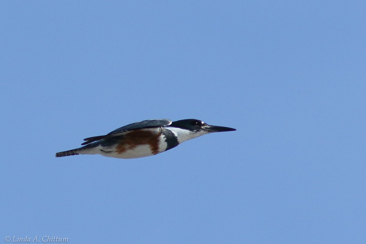 Belted Kingfisher - ML124773891