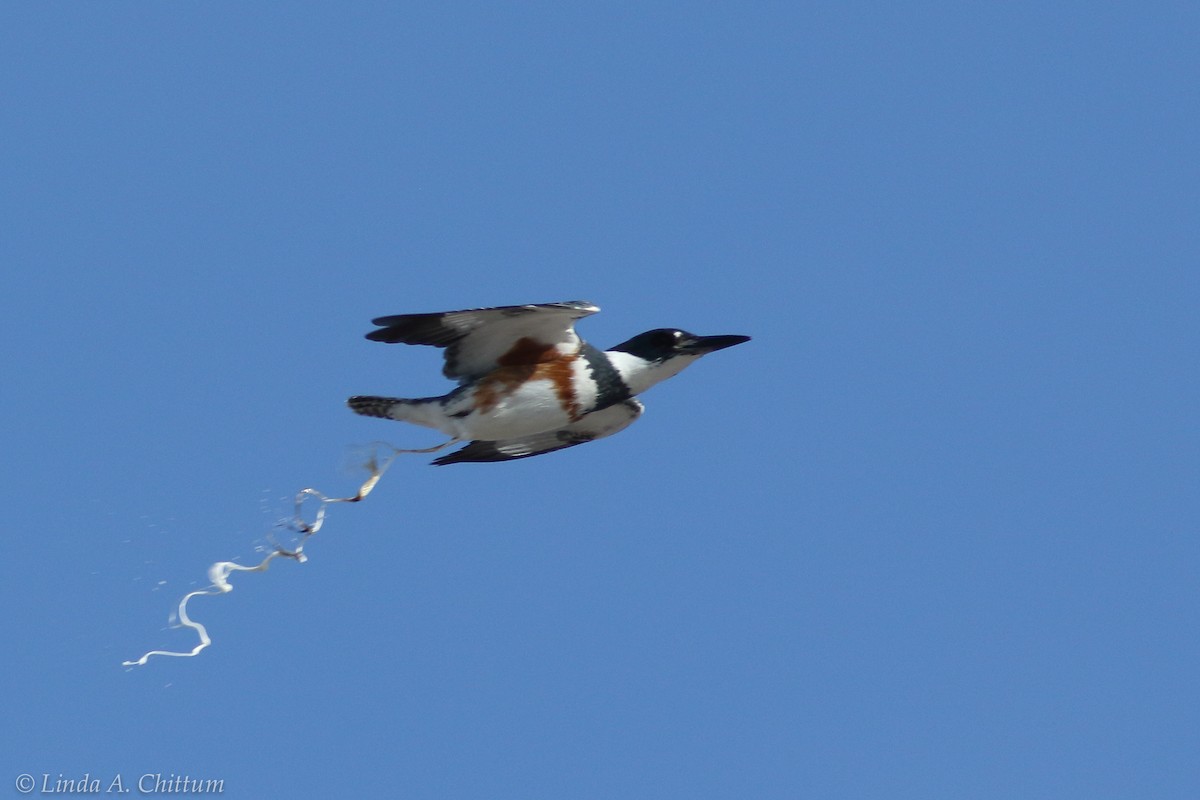 Belted Kingfisher - ML124773901