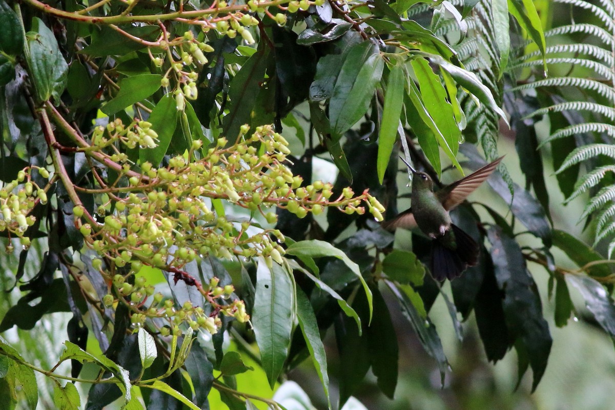 Buff-thighed Puffleg - Nick  Kontonicolas