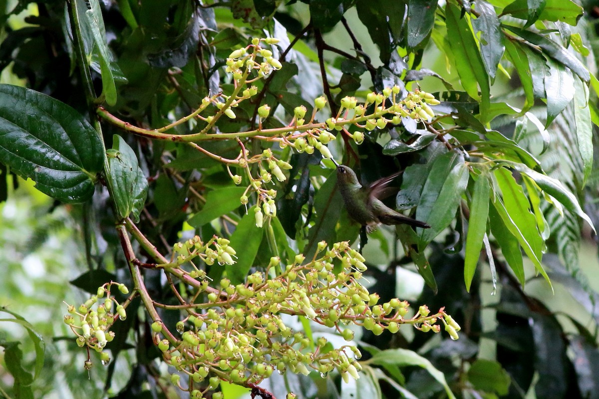 Buff-thighed Puffleg - ML124774281