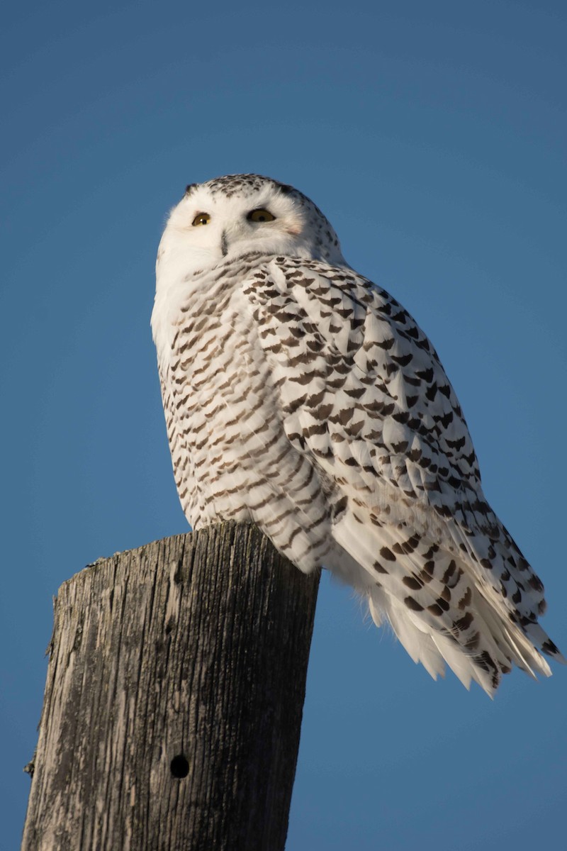 Snowy Owl - Gerry Gerich