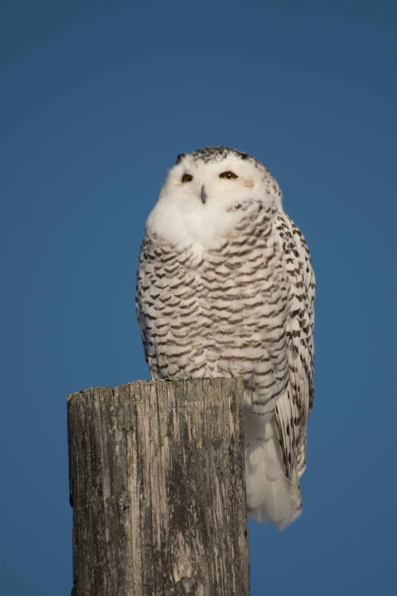 Snowy Owl - Gerry Gerich