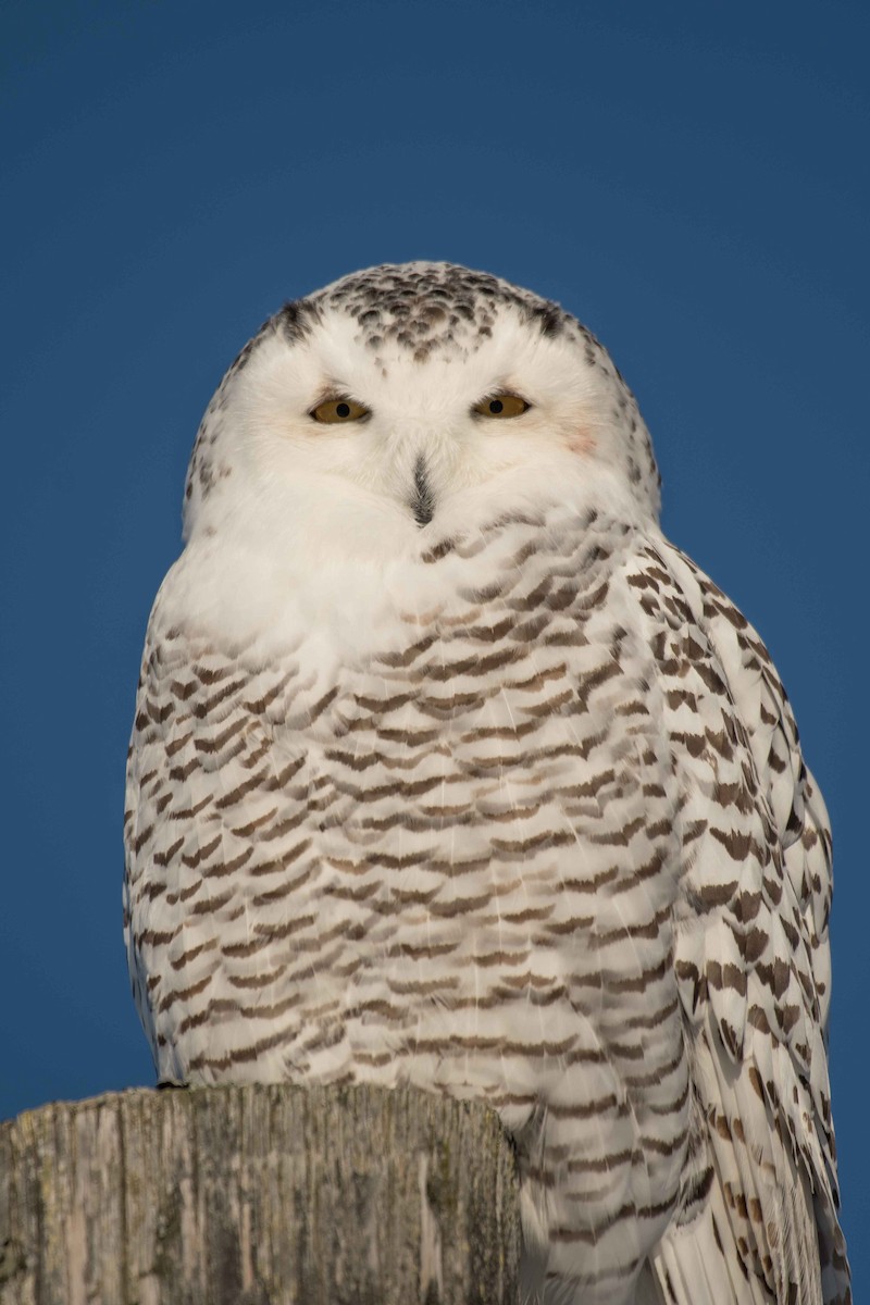 Snowy Owl - Gerry Gerich