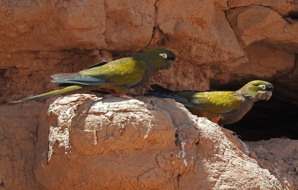 Burrowing Parakeet - Hugo Hulsberg