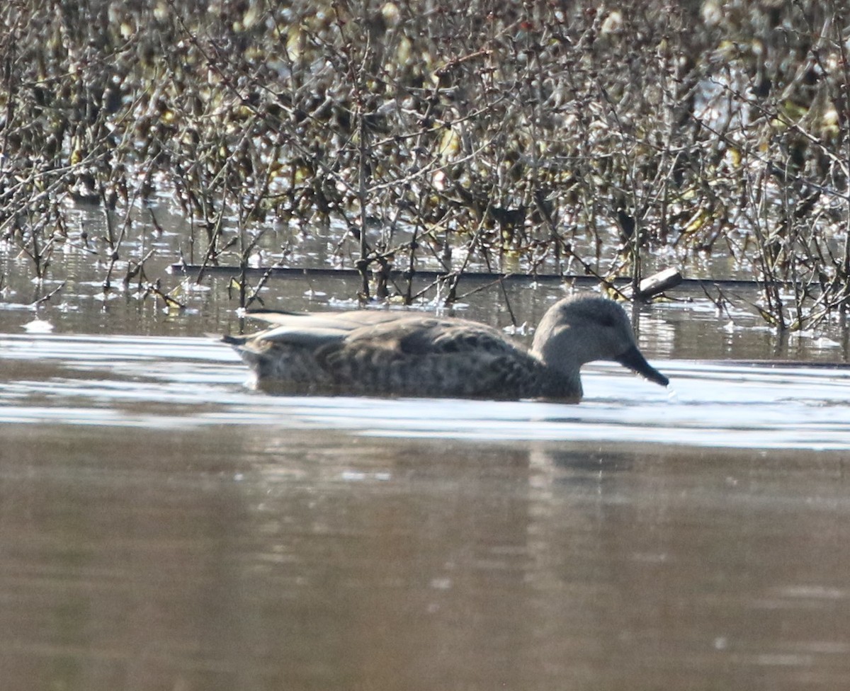 Gadwall - Mike "mlovest" Miller