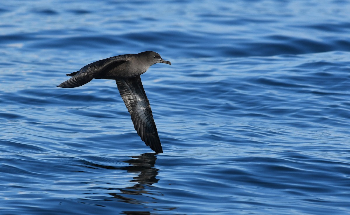 Sooty Shearwater - David M. Bell