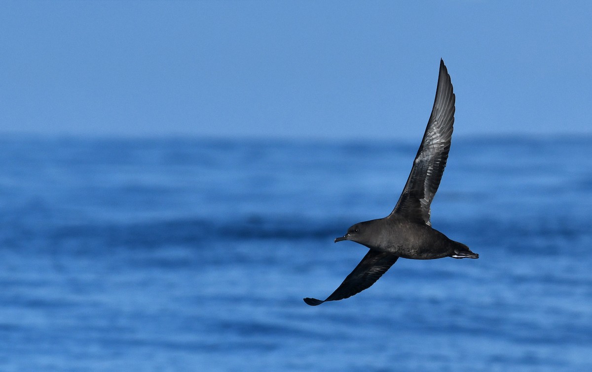 Sooty Shearwater - David M. Bell