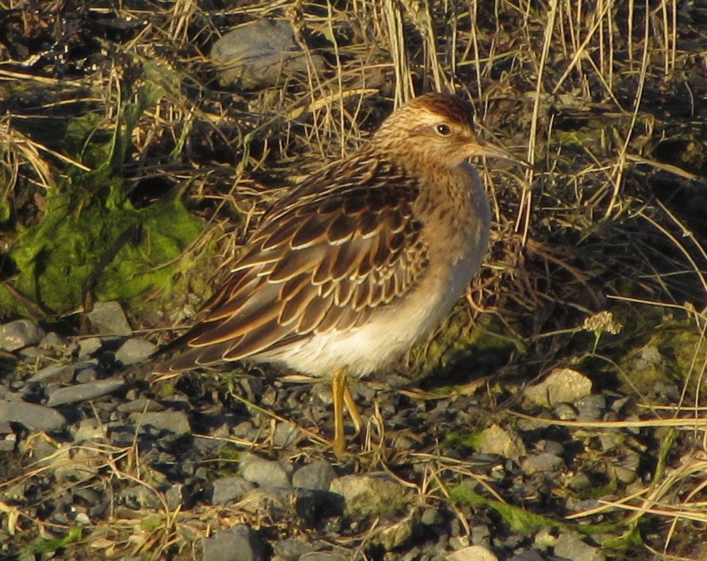 Sharp-tailed Sandpiper - ML124780801