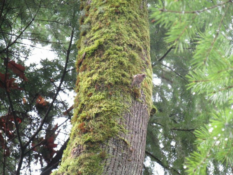 Brown Creeper - ML124782511