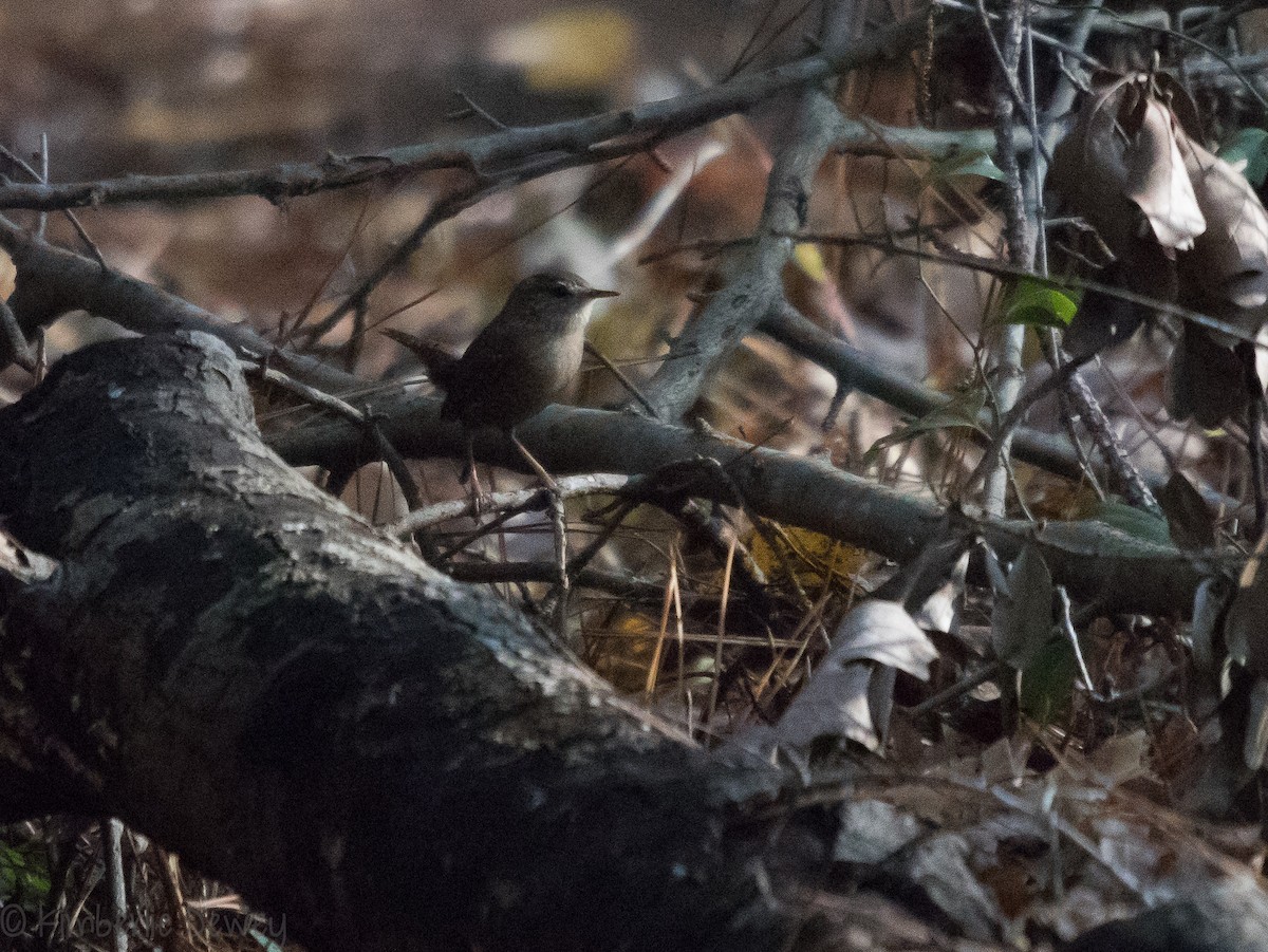 Winter Wren - ML124783431