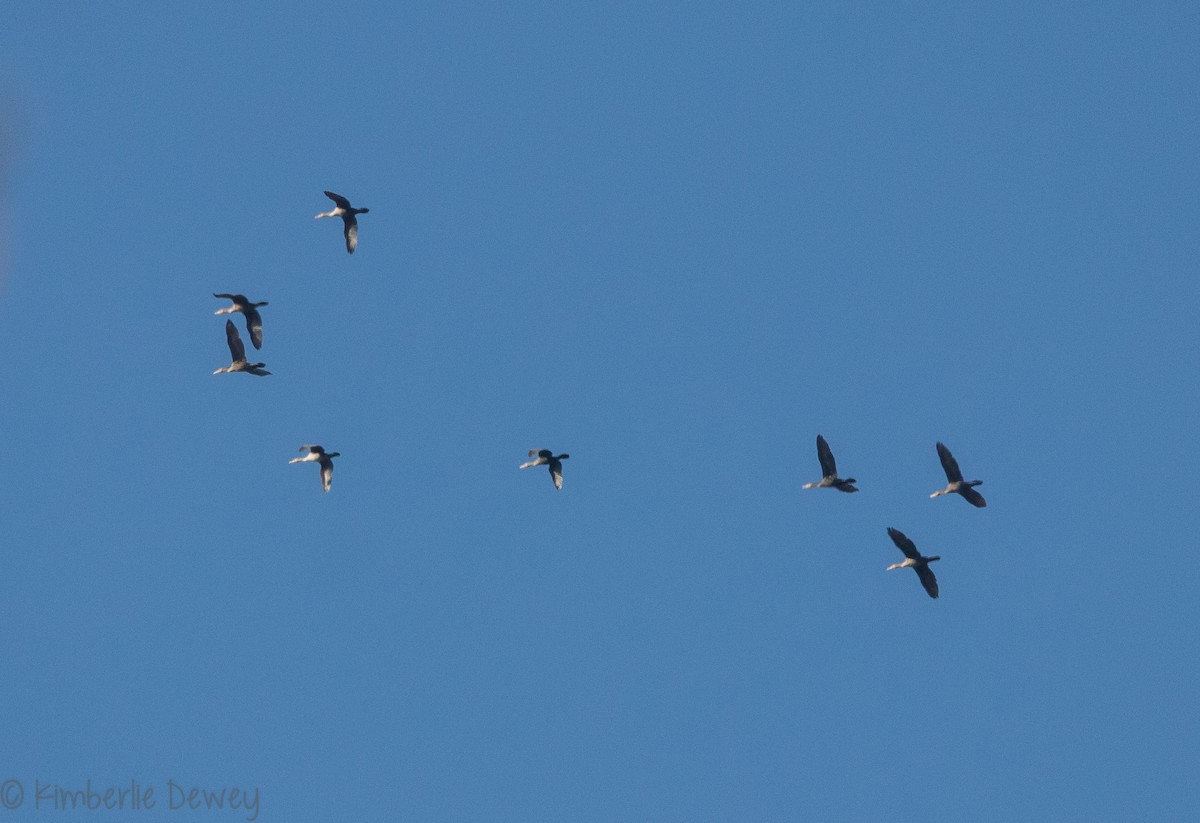 Double-crested Cormorant - ML124783651
