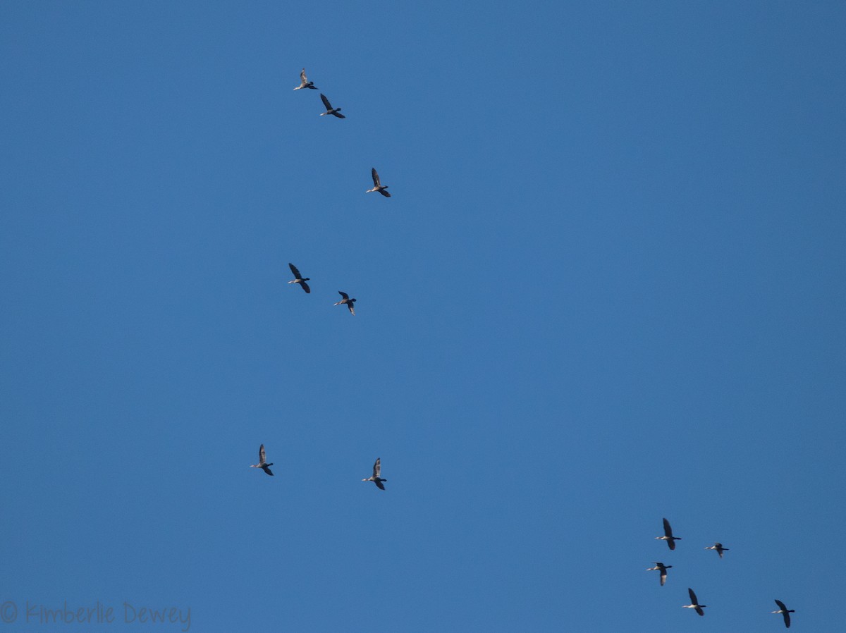 Double-crested Cormorant - ML124783671
