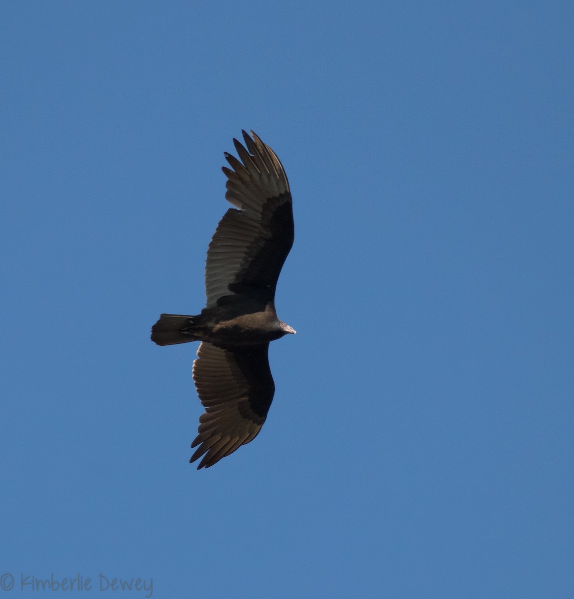Turkey Vulture - ML124783691