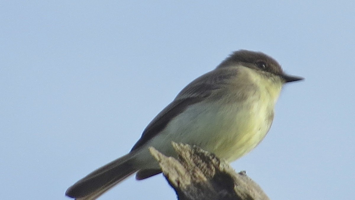 Eastern Phoebe - ML124784781